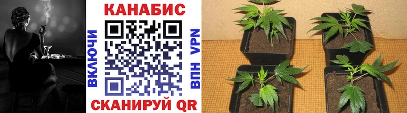 Конопля индика закладка mega как зайти Лысково